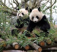 Китайские панды во Франции
